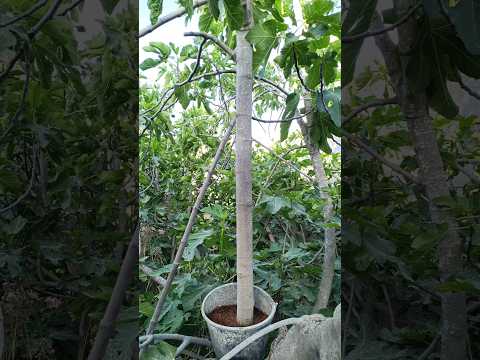 ترقيد هوائي لغصن تين كبير جدا 