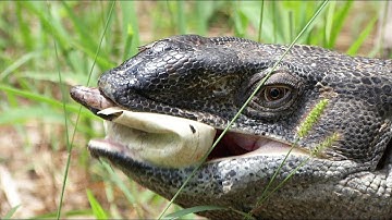 Monitor Plunders Python Nest 01