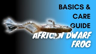 African Dwarf Frog: Basics And Care Guide