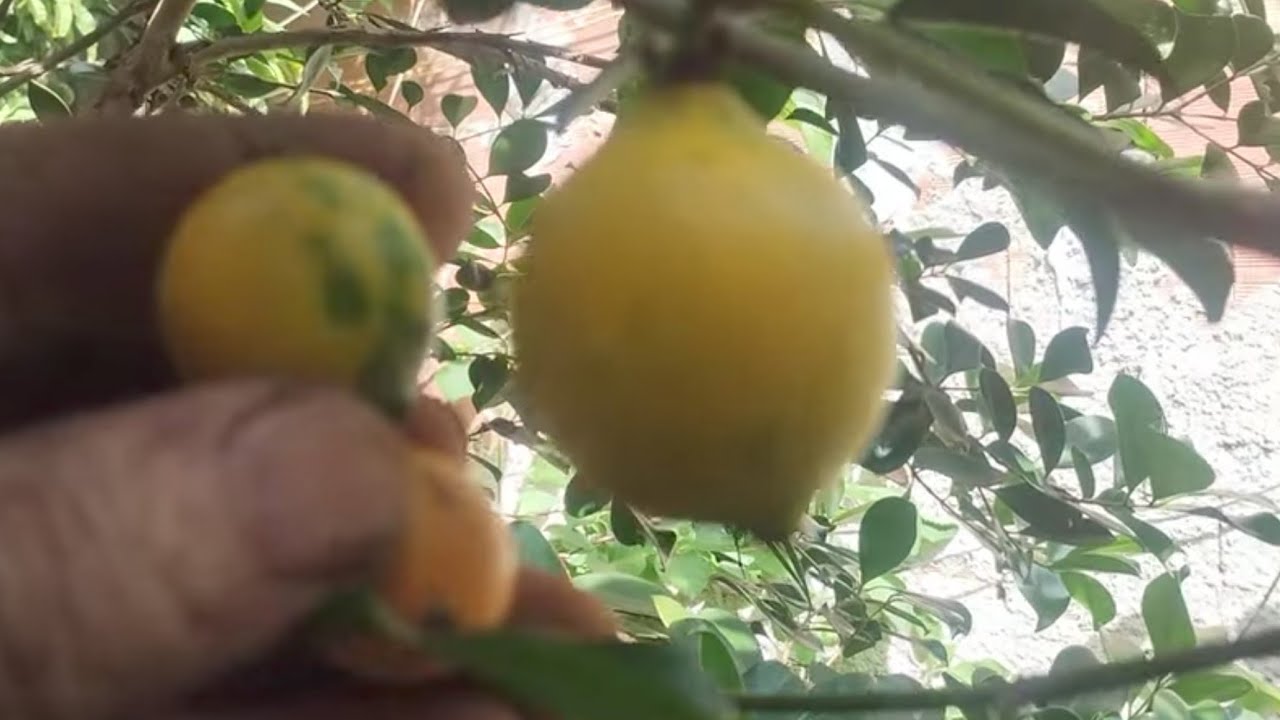 Alerta para quem tem pomar  bacupari gigante doce de estalo