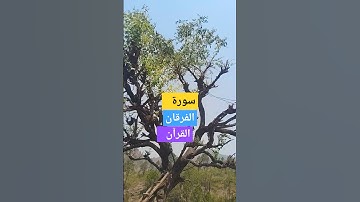 سورة الفرقان #القرآن_الكريم #راحة_نفسية #اكسبلور #المصحف #islamicprayer #تصويري #الرحمن #viralvideo