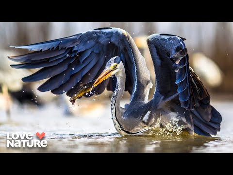 Endangered Birds of the Everglades | Seasons of the Wild 102