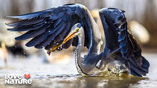 Endangered Birds of the Everglades | Seasons of the Wild 102