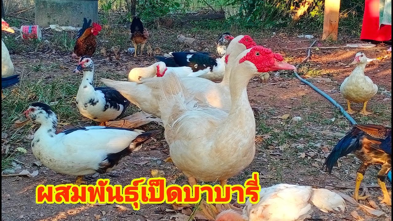 ผสมพันธุ์เป็ดบาบารี่กับเป็ดพื้นเมือง จะได้ลูกเป็ดมีลักษณะเหมือนพ่อพันธุ์หรือแม่พันธุ์