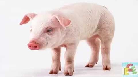 Dạy bé học các con vật nuôi trong nhà tiếng kêu và hình ảnh động vật sống trong gia đình online vide