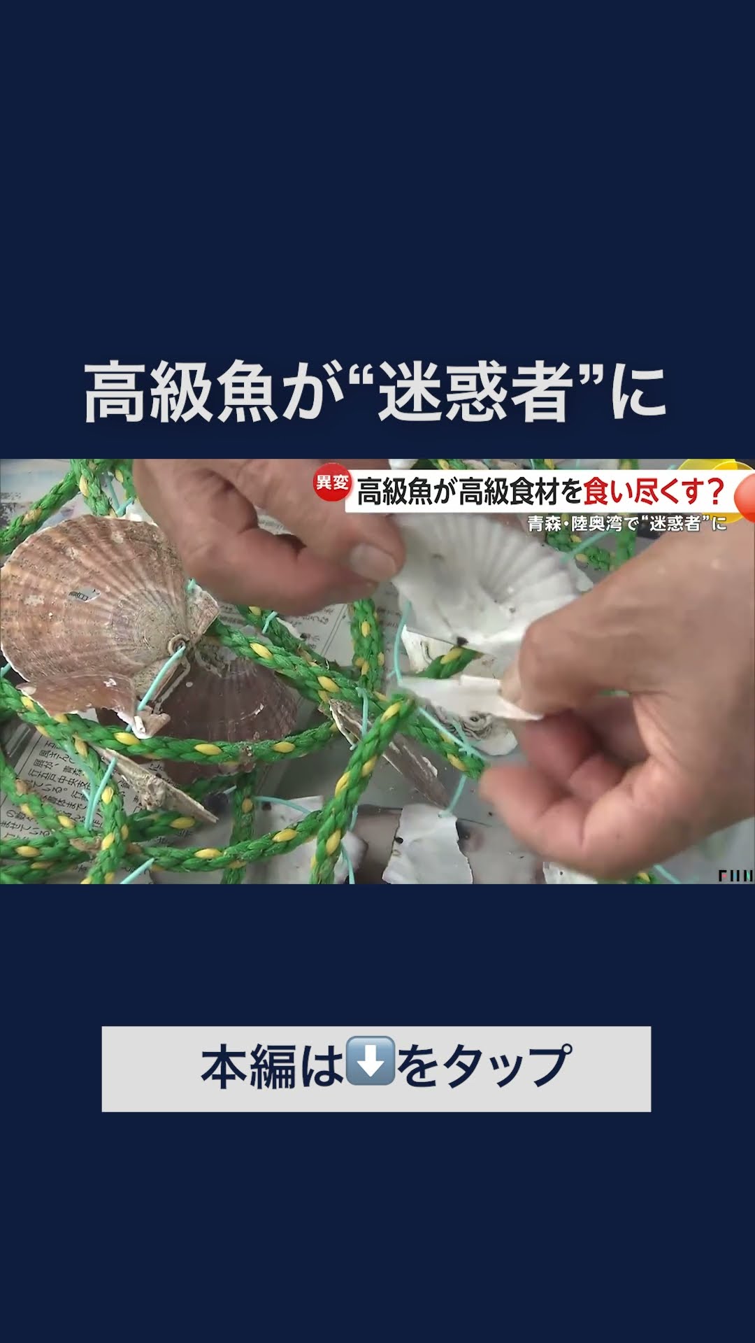 A_青森陸奥湾底引きテンテン職人製天然素材ジグ16cm276gと11cm97g!