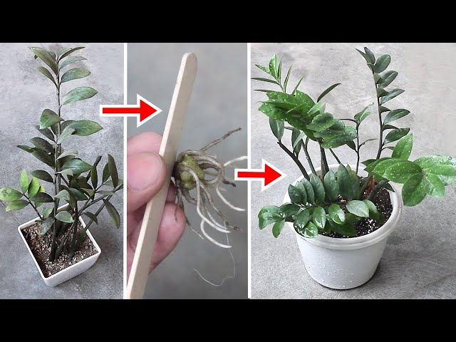 DO THESE To Make ZZ Plant BUSHY FASTER! class=