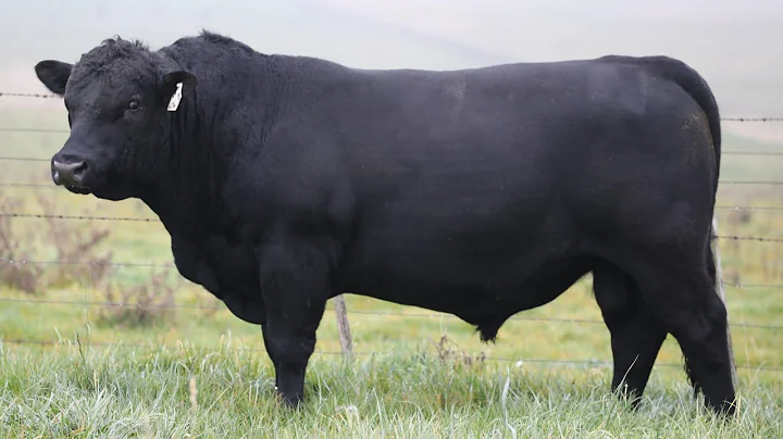 Angus Cattle | Uber Beef