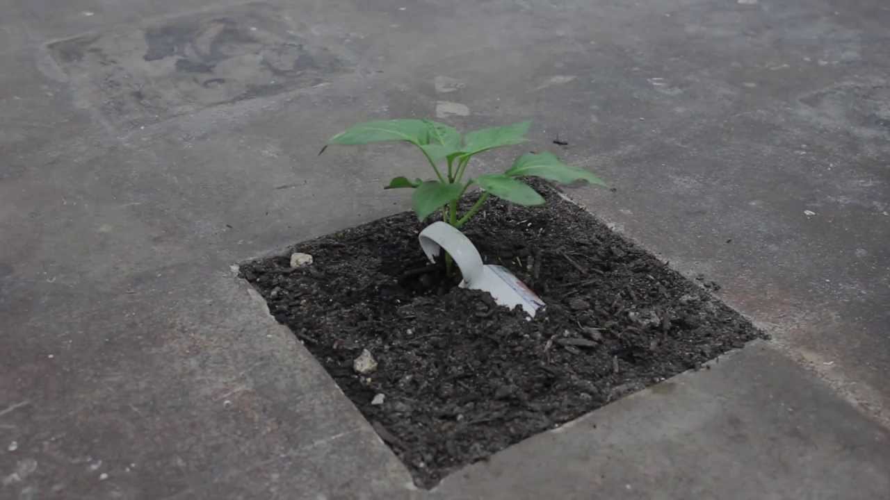 The World Is Yours | Franky Cruz | Spinello Projects