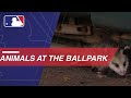 Bats, cats and more animal moments at the ballpark