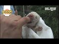 죽음을 경험한 강아지ㅣThe Dog That Experienced Death