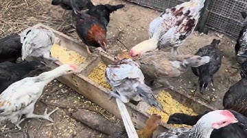 Hnub no kuv mu saib qaib Loj zog lawm 09/09/2025