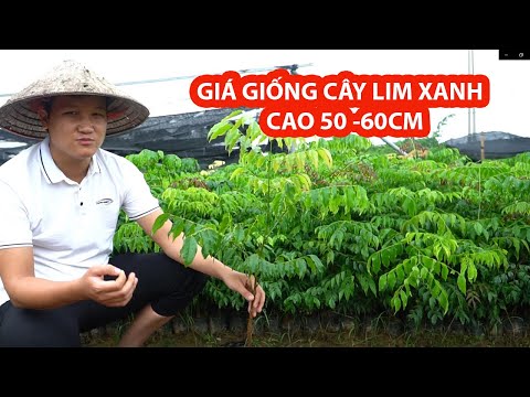 ?Giá Giống Cây Lim Xanh Mới 100% Cao 50 -60cm ? 0764 456 123
