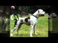 American Bulldog American Bulldog