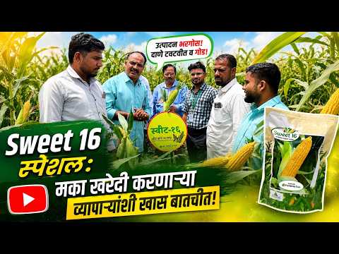 Sweet 16 स्पेशल: सिन्नर येथील मका खरेदी करणाऱ्या व्यापाऱ्यांशी खास बातचीत! 😊