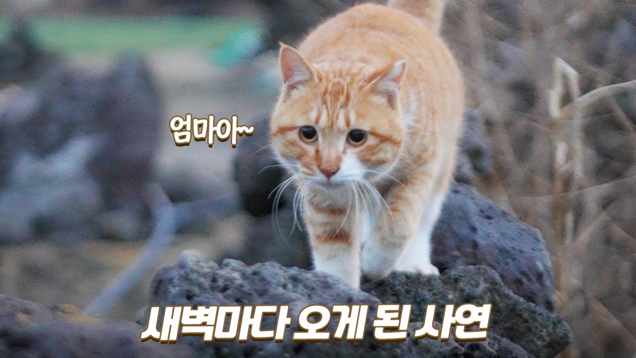 마당을 떠났던 길냥이가 새벽마다 오는 이유 | 쫀니와 쪼꼬미들 | 🏝️베베집사 제주살이