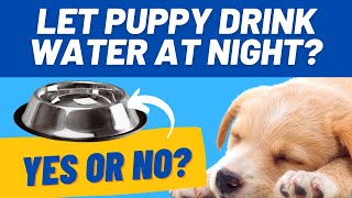 Let Puppy Drink Water at Night: Yes, No, How Much?