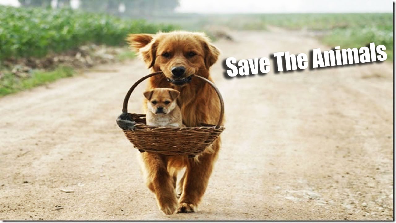 animal quotes | save animals quotes | animal rights quotes #powerofquotes -  YouTube