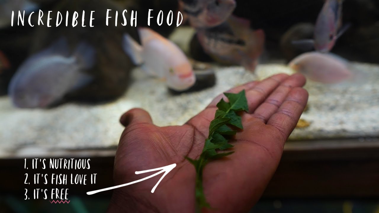 This Common Weed Is Actually A Super Fish Food YouTube