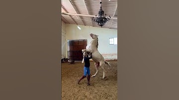 Natural horsemanship 🔥