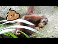 たくさんうんちするオランウータン/ Orangutan pooping a lot