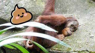 たくさんうんちするオランウータン/ Orangutan pooping a lot