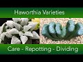 Haworthia collection     repotting dividing and care