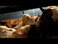goat kids for sale in mangalore