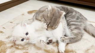 A Kind Lulu Who Desperately Tries To Soothe The Meowing Kitten Leo