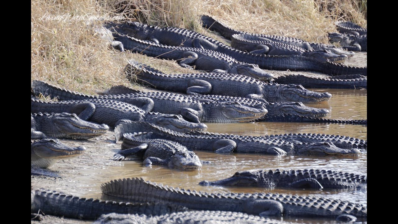 Exploring sink hole full of massive alligators at Myakka River in Florida, LivingWithGators.com 🐊