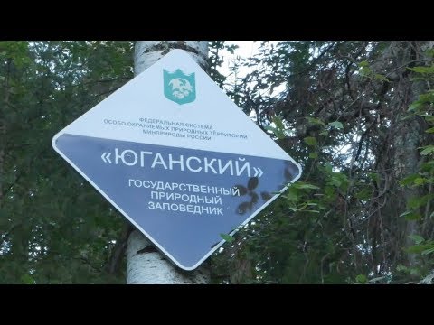 Video: Yugansky rezervat: flora i fauna