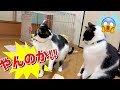 【ねこ動画】ねこA「やんのか!!」