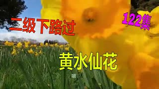 德尔塔防疫三级刚降二级下 路过黄水仙花 送资料回头走路 车辆无数 室外戴口罩也是可以的 --Fay飞游记新西兰122集