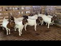 11 em dê cái tơ 20-30kg liên hệ 0355546423.