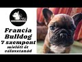 Mielőtt kutyát vennél - a Francia Bulldog! 7 szempont amit érdemes végiggondolnod! DogCast TV