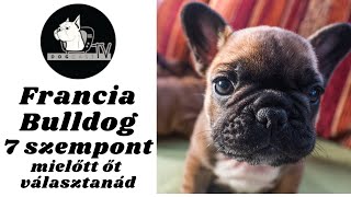 Before you choose a dog  the French Bulldog!  7 info you should consider!  DogCast TV