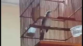 NATURAL SOUND BIRDS CHIRPING AND SONG screenshot 3