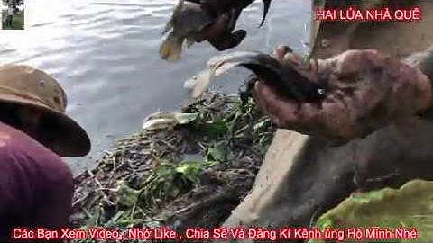 Bao Lưới Lùm Lục Bình Và Cái Kết / Hai Lúa Nhà Quê