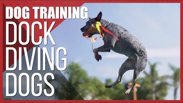 Dog Training - How to Train a Dog for Dock Diving | Episode 1