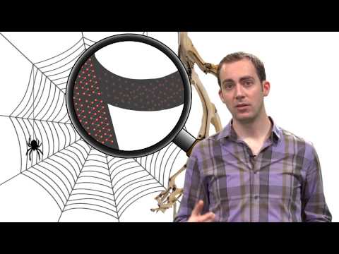 Vidéo: Qu'est-ce que le modèle de toile d'araignée ?