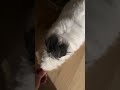 @user5492974980060: Gucci refuses 🐇🥰#shorts #youtubeshorts #viral #rabbit  #fyp #pets #trending