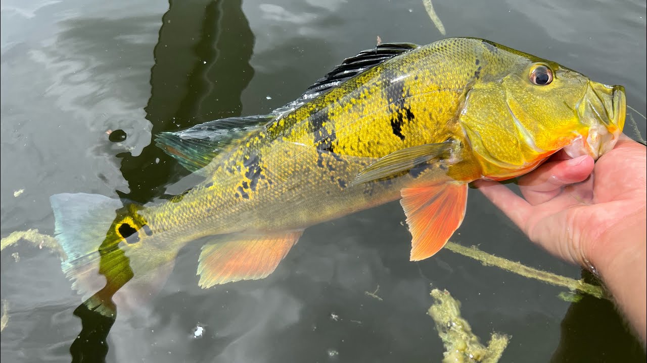 Peacock Bass Fishing South Florida Ponds! Bass Manager The Best