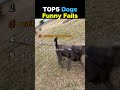 TOP5 Dogs Funny Fails