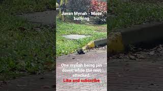 Javan Mynah-Mass bullying