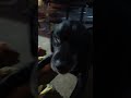 Big Hello From Big Clyde! #subscribe #blacklabs #labrador #cute #dogs #fat #adorable