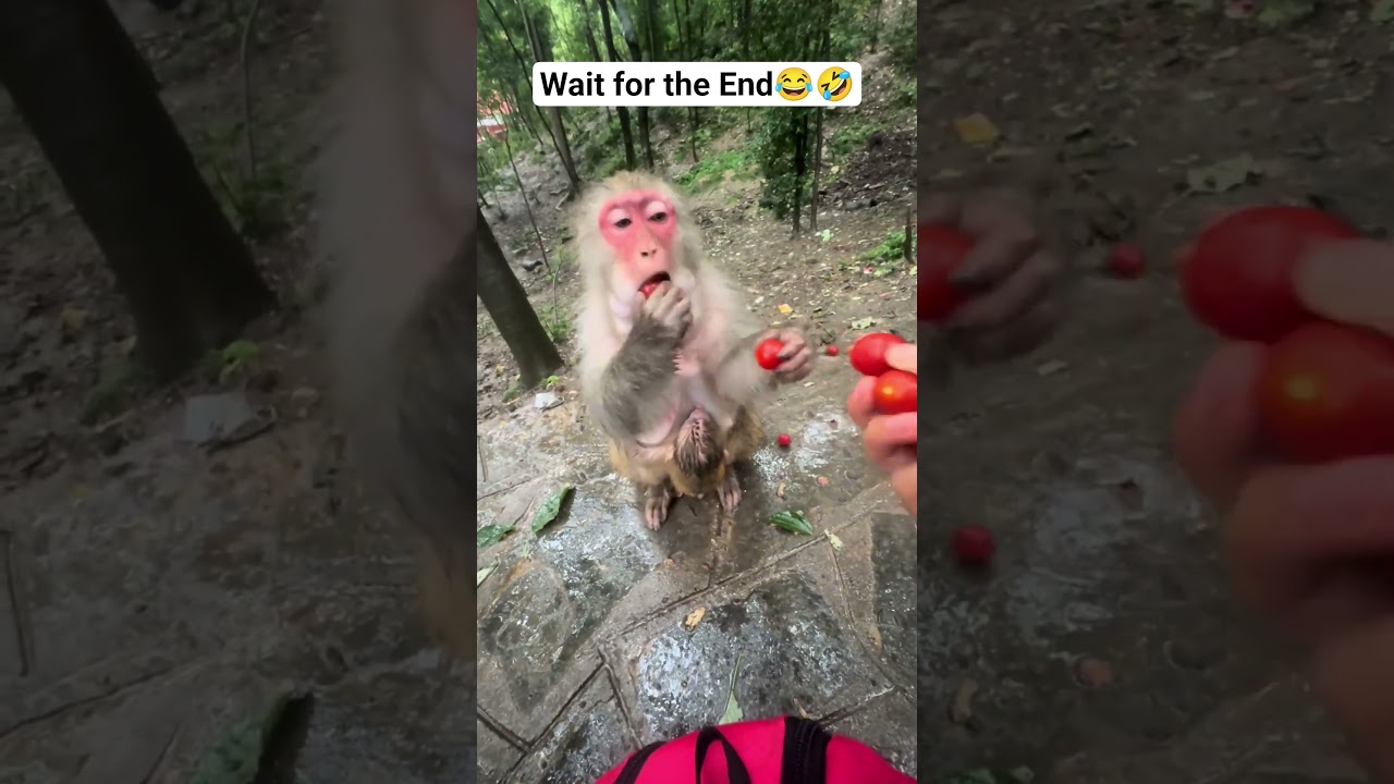 Overfeeding Prank: Monkey’s Annoyed Reaction 😂 