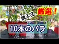 【小山内先生おすすめ品種】また10本バラ苗が届きました (._.)