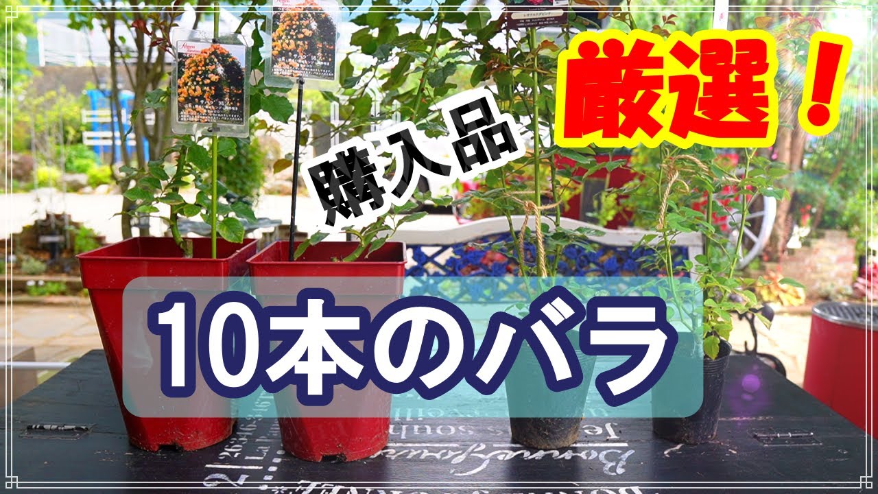 Recommended by Dr. Kosanai] 10 more rose seedlings have arrived