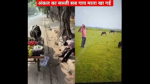 अंकल का सब्जी गाय माता का गई #humanity #respect #helping #trending #viralvideo #youtubeshorts