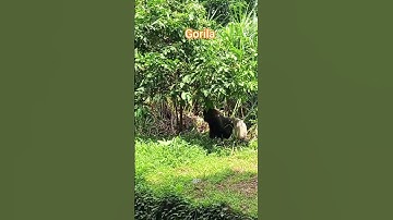 The gorilla is sitting beneath the tree at Ragunan #shorts